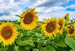 Закупівельні ціни на соняшник зросли на 20 доларів