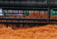 У господарствах Tekom Agro Group оцінили перспективність вирощування сочевиці