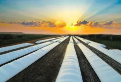 Українські фермери отримають 10 тисяч зернових рукавів від ООН