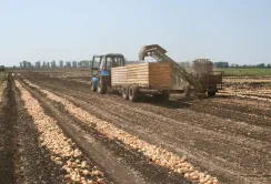 Цибуля ріпчаста:  агротехніка для Степу