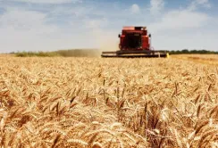 Банки не поспішають впроваджувати нові інструменти пільгового кредитування для аграріїв, – Денис Марчук
