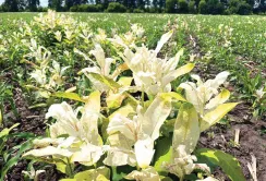 Вплив ваточника сирійського  на продуктивність кукурудзи