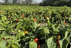 На Кіровоградщині зібрали понад 50% врожаю ґрунтових овочів