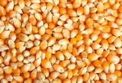 USDA знизило прогноз світового виробництва кукурудзи
