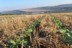 На ролях Агрофірми «Ольгопіль» сходить ріпак