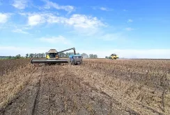 Агрофірма «Ольгопіль» розпочала збирання соняшнику