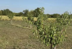Переселенці з Херсонщини заснували єдиний в Україні розплідник мигдалю