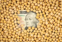 Попит на сою перевищує активність продавців