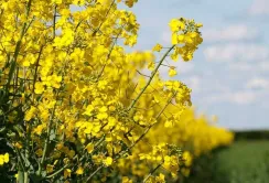 Німеччина імпортувала 52% українського ріпаку