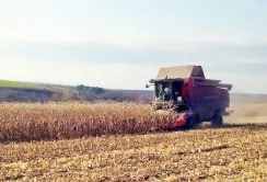 Урожайність кукурудзи НІБУЛОНу становить 6 т/га