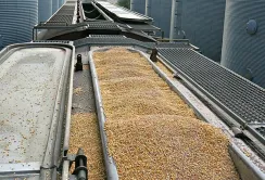 Від початку сезону Україна експортувала понад 3,7 млн тонн зерна