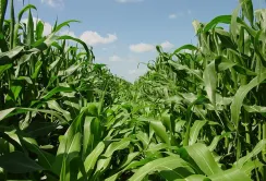 Vylor та Rainbow Crops об’єднують зусилля для прискорення розробки нових ознак кукурудзи за допомогою редагування геному