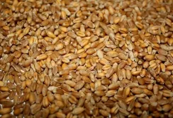 Світові ціни на пшеницю впали на 4–5,4%