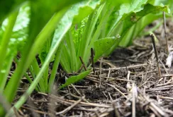 Особливості застосування системи No-till в точному землеробстві в умовах Західного Лісостепу