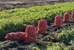 Овочівники Черкащини скоротили посіви через нестачу працівників