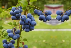 В Україні офіційно завершився сезон свіжої лохини