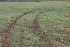 На Волині дрифтери пошкодили посіви озимого жита