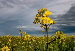 Закупівельні ціни на ріпак продовжують падати