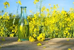 Ріпакова олія дорожчає
