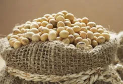 Ціни на сою в Україні залишилися незмінними