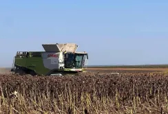Аграрії Буковини стримують продаж зерна через низькі ціни