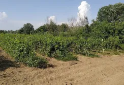 ДАР приймає заявки на підтримку виноградарів і виноробів Одещини