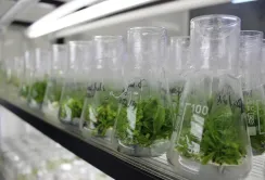 В Україні зайнялися розмноженням фундука in vitro