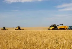 В Україні вже намолотили майже 100 тис. тонн зерна нового врожаю