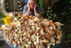 Гриби можуть уповільнити старіння
