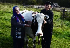 Фермерам і селянам-односібникам не допоможуть розвивати тваринництво