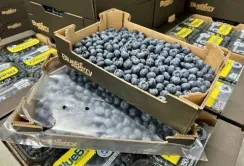 Виробництво лохини в Україні зростатиме