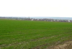 Озимі культури значно відстають у розвитку