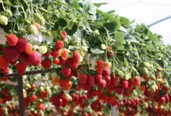 Головне у вирощуванні суниці на гідропоніці - підтримувати рівень ЕС