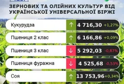 Ціни на кукурудзу зростають
