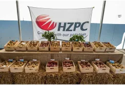 HZPC працює над виведенням низькокалорійної картоплі