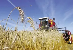 Інститут аграрної економіки оприлюднив прогноз врожаю-2017