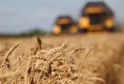 Окупанти планують зібрати на окупованій частині Херсонщини 1,5 млн т зерна
