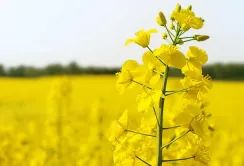 В Україні урожайність ріпаку зросла на 40%