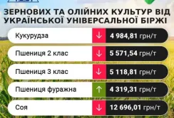 Цінові індикативи зернових та олійних за 18-24 вересня