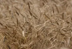 USDA підвищив прогноз кінцевих запасів пшениці в США більше, ніж очікувалося