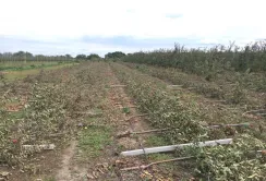 Буревії та град побили сади у трьох областях