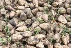 На Миколаївщині рекорд врожаю цукрових буряків