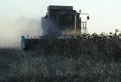 Ціни на соняшник стартують від 8,5 тис грн/т, а гречка дешевшає