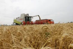 В Україні жнива стартували раніше і з доброю перспективою