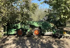 На території Саф’янівської громади розрісся унікальний горіховий сад