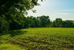 Розроблено технологію точного визначення потреби рослин в азоті