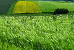 Більшість українців підтримують і мораторій, і продаж землі