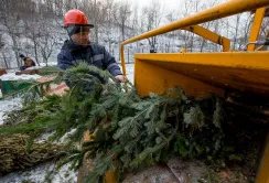 Друге життя новорічної ялинки після свят (Відео)