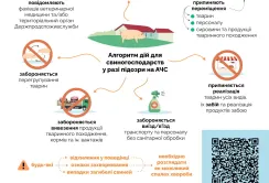 Алгоритм дій для свиногосподарств у разі підозри на АЧС