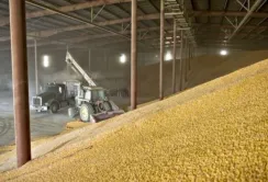 IGC прогнозує рекордне світове виробництво зерна у 2025/26 МР